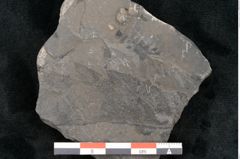 Foto (Detailansicht) von Dictyophyllum obtusilobum Sch. (NHMW-GEO-2024-0188-10502)